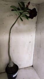 Planta Dobrada 3076 – 40cm – 03 anos - Imagem 6