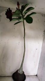 Planta Dobrada 3076 – 40cm – 03 anos - Imagem 5