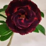 Planta Dobrada 3076 – 40cm – 03 anos