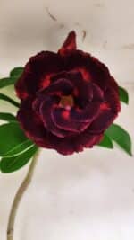 Planta Dobrada 3076 – 40cm – 03 anos