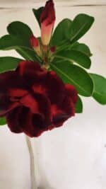 Planta Dobrada 3076 – 40cm – 03 anos - Imagem 4