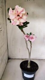 Planta Dobrada 3077 – 30cm – 02 anos - Imagem 2