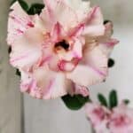 Planta Dobrada 3077 – 30cm – 02 anos