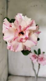 Planta Dobrada 3077 – 30cm – 02 anos