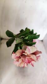 Planta Dobrada 3077 – 30cm – 02 anos - Imagem 4