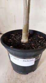 Planta Dobrada 3077 – 30cm – 02 anos - Imagem 7