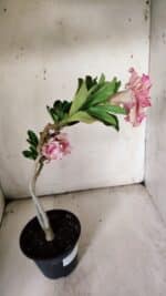 Planta Dobrada 3077 – 30cm – 02 anos - Imagem 6