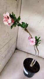 Planta Dobrada 3077 – 30cm – 02 anos - Imagem 5