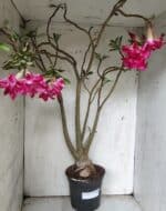 Planta Dobrada 3078 – 60cm – 05 anos - Imagem 2