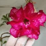 Planta Dobrada 3078 – 60cm – 05 anos