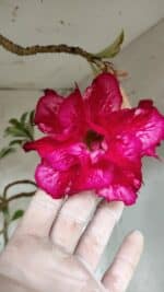 Planta Dobrada 3078 – 60cm – 05 anos