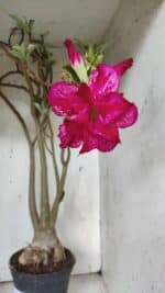 Planta Dobrada 3078 – 60cm – 05 anos - Imagem 4