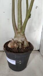 Planta Dobrada 3078 – 60cm – 05 anos - Imagem 9