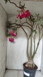 Planta Dobrada 3078 – 60cm – 05 anos - Imagem 8