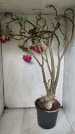 Planta Dobrada 3078 – 60cm – 05 anos - Imagem 7