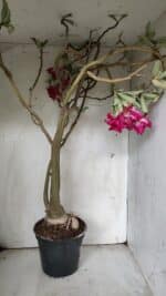 Planta Dobrada 3078 – 60cm – 05 anos - Imagem 6