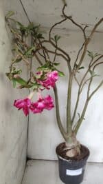 Planta Dobrada 3078 – 60cm – 05 anos - Imagem 5