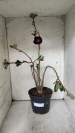 Planta Dobrada 3079 – 40cm – 03 anos - Imagem 2