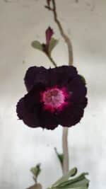 Planta Dobrada 3079 – 40cm – 03 anos