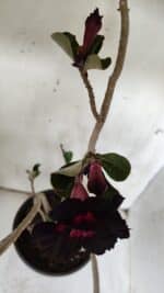 Planta Dobrada 3079 – 40cm – 03 anos - Imagem 4