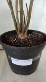 Planta Dobrada 3079 – 40cm – 03 anos - Imagem 5