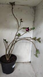 Planta Dobrada 3079 – 40cm – 03 anos - Imagem 7