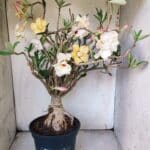 Planta Dobrada 3080 – 50cm – 05 anos