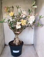 Planta Dobrada 3080 – 50cm – 05 anos