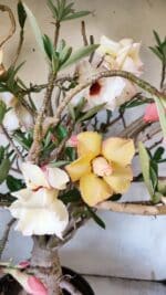 Planta Dobrada 3080 – 50cm – 05 anos - Imagem 4