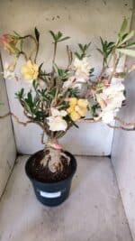 Planta Dobrada 3080 – 50cm – 05 anos - Imagem 5