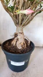 Planta Dobrada 3080 – 50cm – 05 anos - Imagem 9