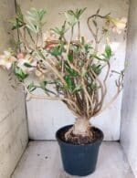 Planta Dobrada 3080 – 50cm – 05 anos - Imagem 7