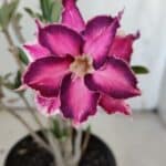 Planta Dobrada 3081 – 30cm – 02 anos