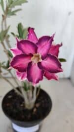 Planta Dobrada 3081 – 30cm – 02 anos