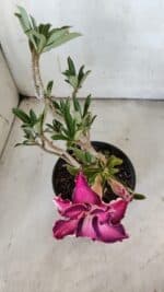 Planta Dobrada 3081 – 30cm – 02 anos - Imagem 5