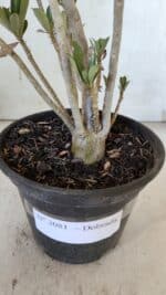 Planta Dobrada 3081 – 30cm – 02 anos - Imagem 7