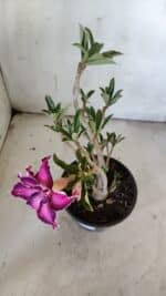 Planta Dobrada 3081 – 30cm – 02 anos - Imagem 4