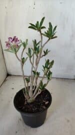 Planta Dobrada 3081 – 30cm – 02 anos - Imagem 6