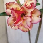 Planta Dobrada 3082 – 30cm – 03 anos