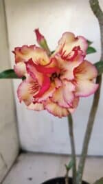 Planta Dobrada 3082 – 30cm – 03 anos