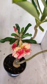 Planta Dobrada 3082 – 30cm – 03 anos - Imagem 4