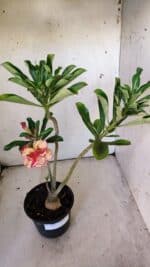 Planta Dobrada 3082 – 30cm – 03 anos - Imagem 8
