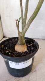 Planta Dobrada 3082 – 30cm – 03 anos - Imagem 7