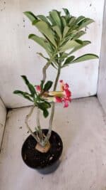 Planta Dobrada 3082 – 30cm – 03 anos - Imagem 6