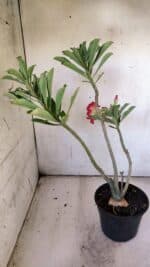 Planta Dobrada 3082 – 30cm – 03 anos - Imagem 5