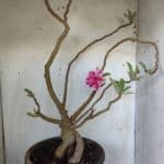 Planta Dobrada 3083 – 55cm – 04 anos