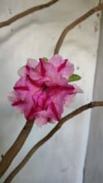 Planta Dobrada 3083 – 55cm – 04 anos - Imagem 3