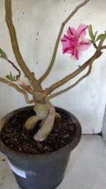 Planta Dobrada 3083 – 55cm – 04 anos - Imagem 5