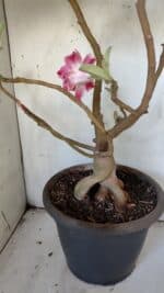 Planta Dobrada 3083 – 55cm – 04 anos - Imagem 9