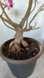 Planta Dobrada 3083 – 55cm – 04 anos - Imagem 8